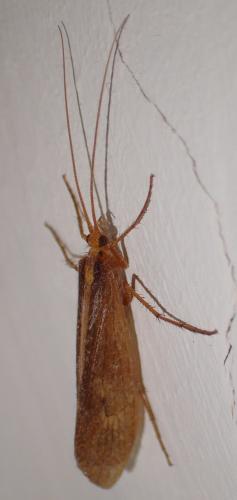 Stenophylax sp.